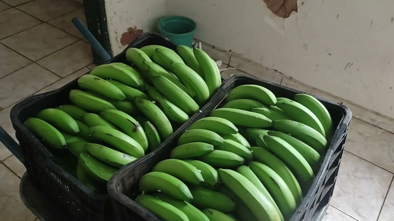AMADURRECIMENTO DE BANANAS; PASSO A PASSO CLIMATIZAÇÃO. PROCESSO