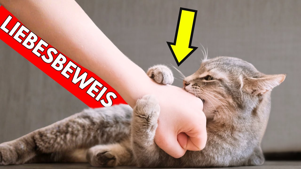 10 Anzeichen dafür, dass deine Katze dich wie Mama oder Papa sieht