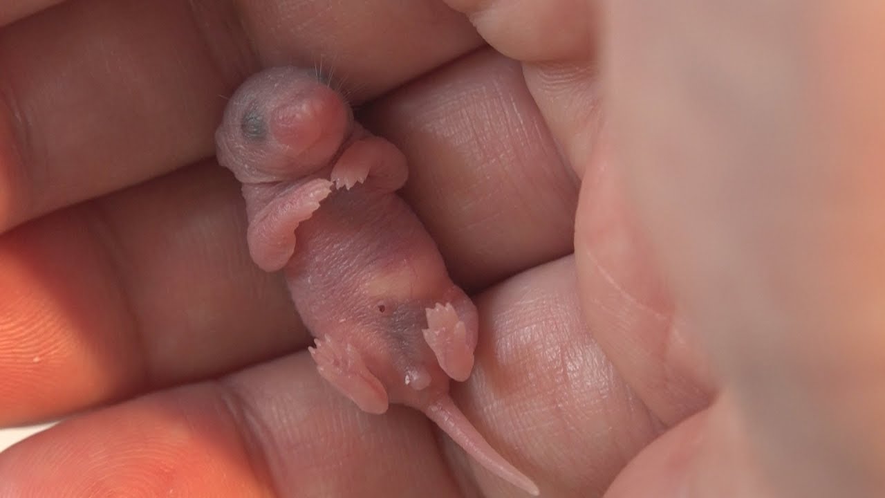 Growing up Mouse, summary video of the 'Babies!!!' series