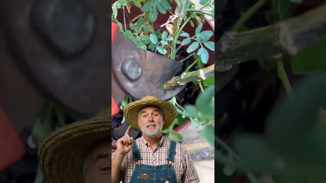 🌿✂️ Como Podar ARRUDA e Fazer Novas Mudas Passo a Passo