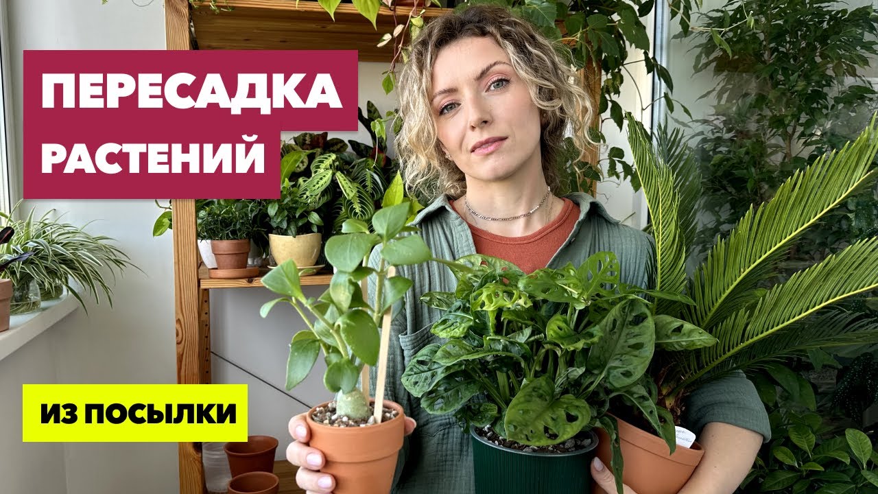 Пересадка комнатных растений и цветов » Сентябрь 2023