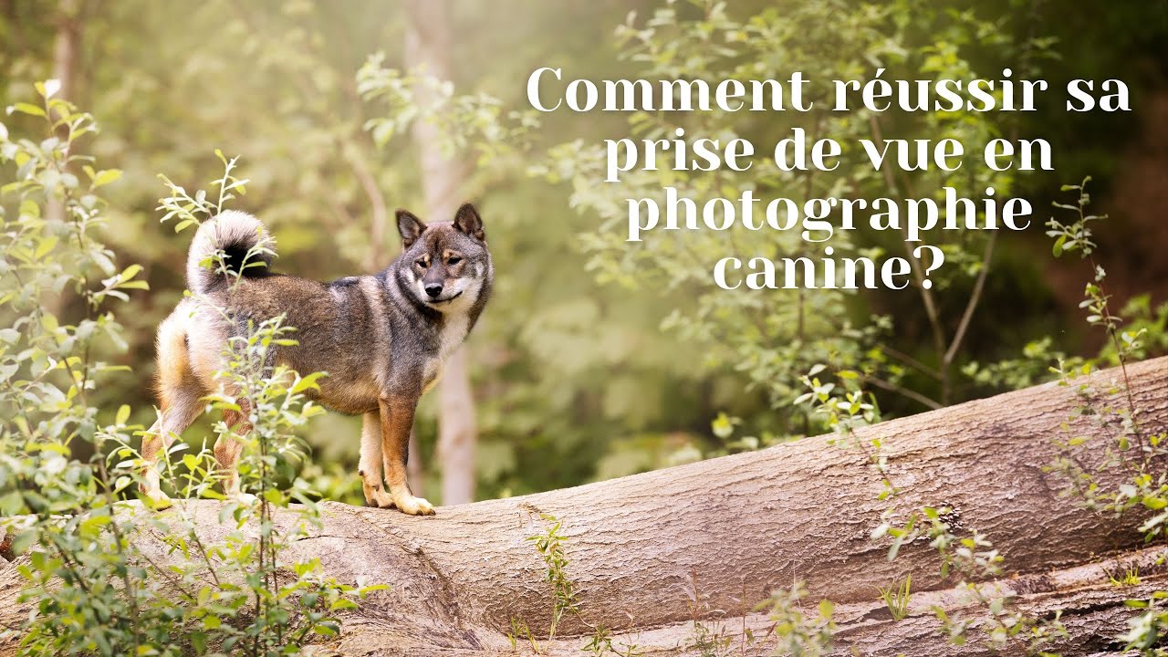 Comment réussir sa prise de vue en photographie canine?