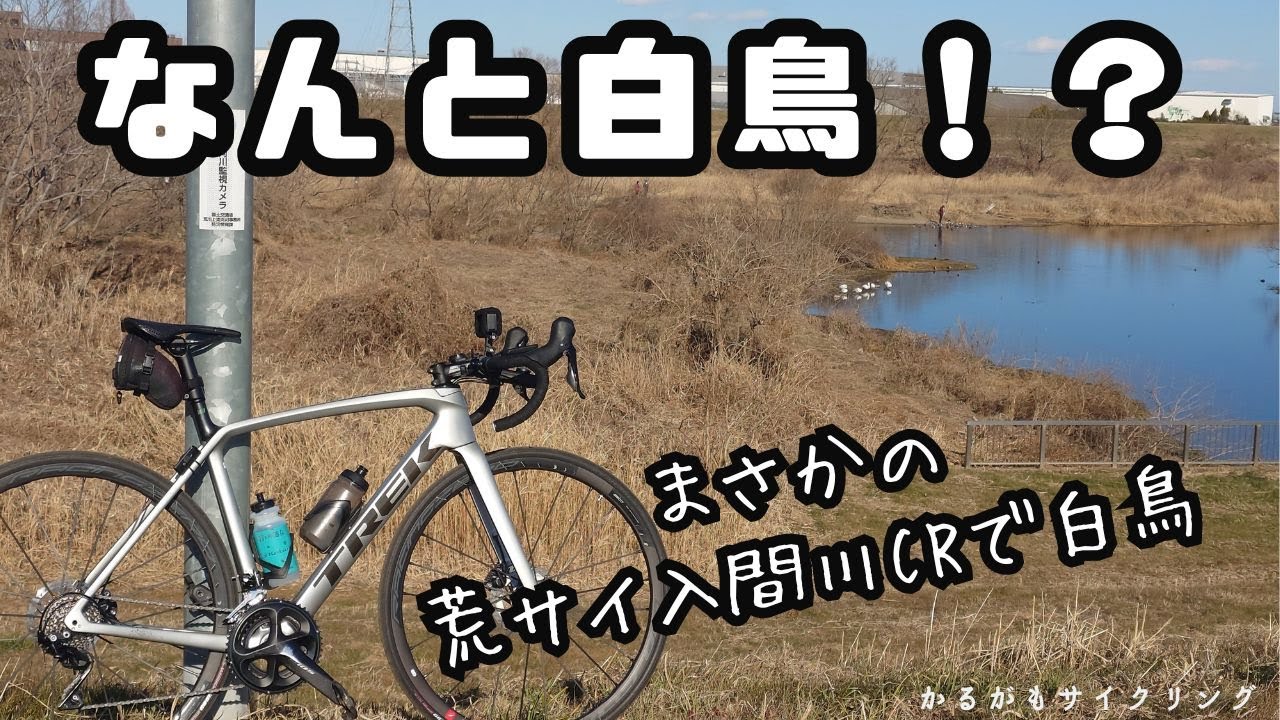 【白鳥ウォッチ】ゆるポタで白鳥ウォッチ！荒サイから白鳥飛来地にイケるって？