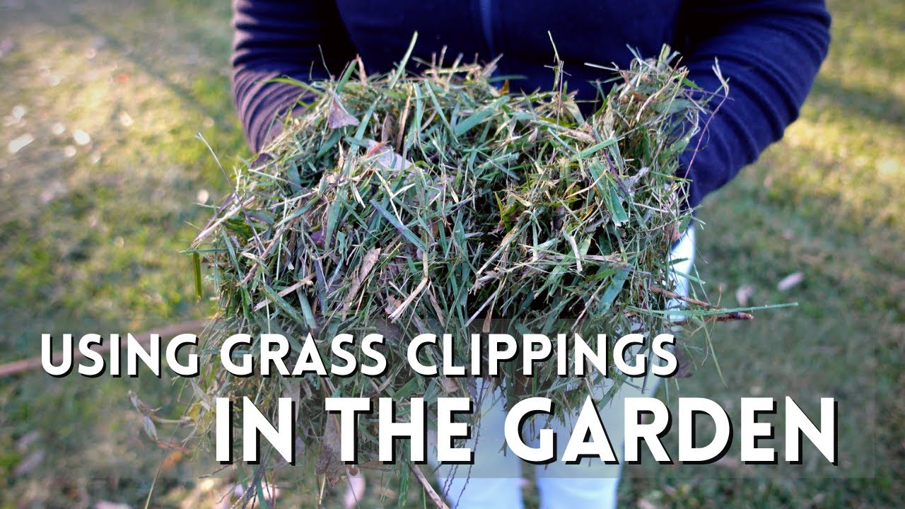 10 Ways to Use Grass Clippings in the Garden 🌾💚 So Many Benefits!