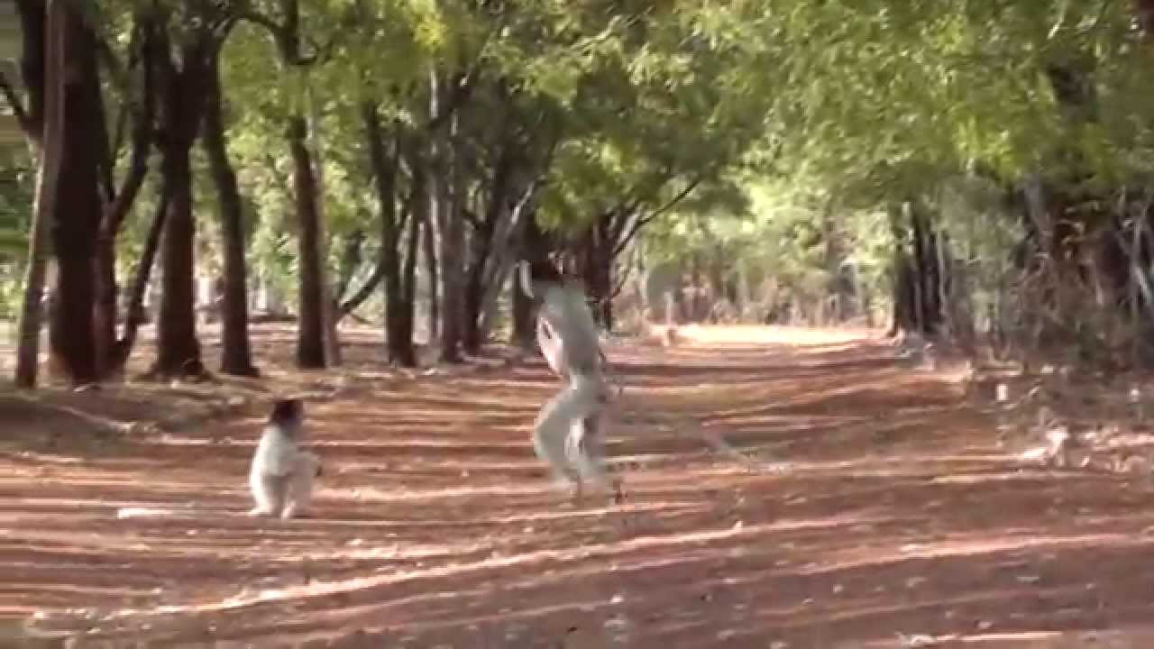 The Dancing Verreaux's Sifakas - Berenty, Madagascar HD