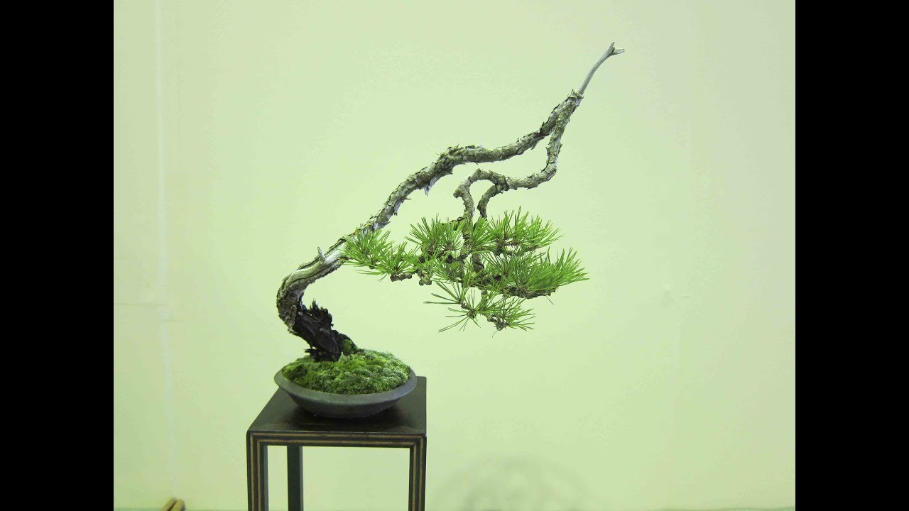 Bunjin - Bonsai Style Series