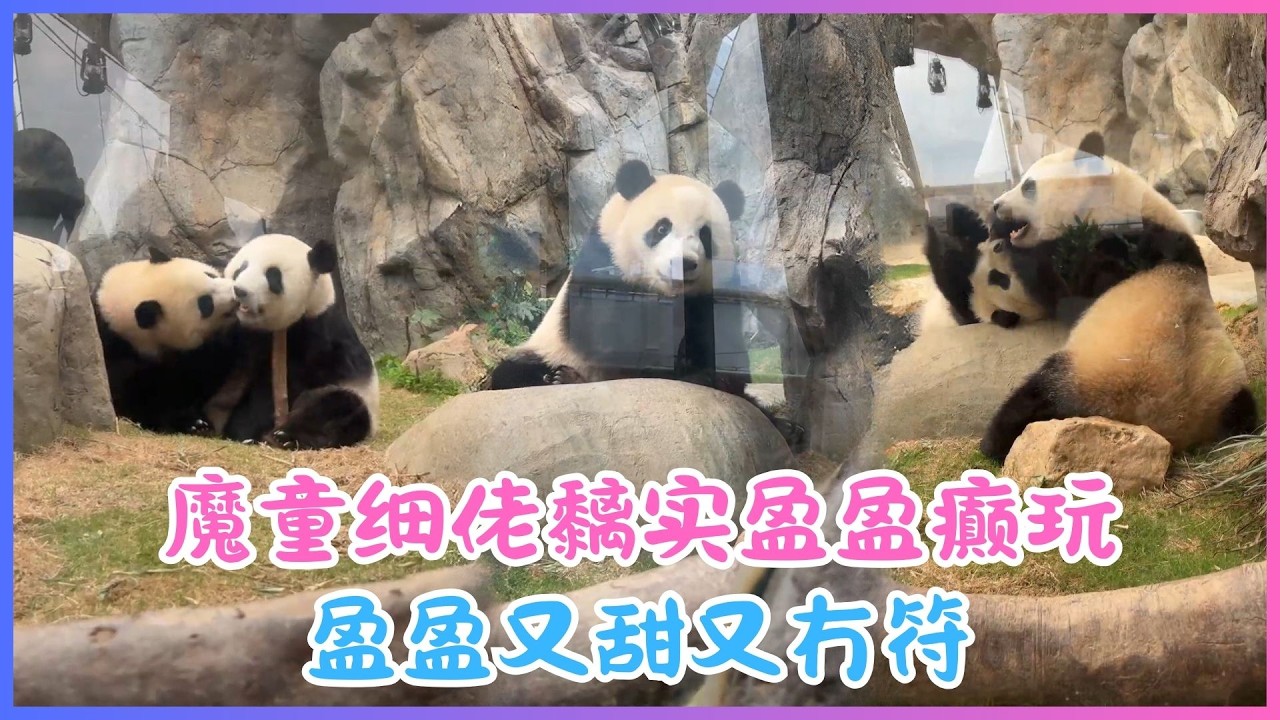 3月10日💖魔童细佬黐实盈盈癫玩～盈盈又甜又冇符💖