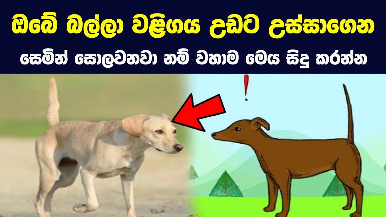 ඔබේ බලු සුරතලාව වඩාත් හොඳින් තේරුම් ගන්න ක්‍රම 15 ක් | 15 Dog Behaviors & What They Mean