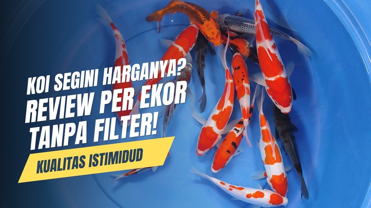 Review jujur koi keren per ekor