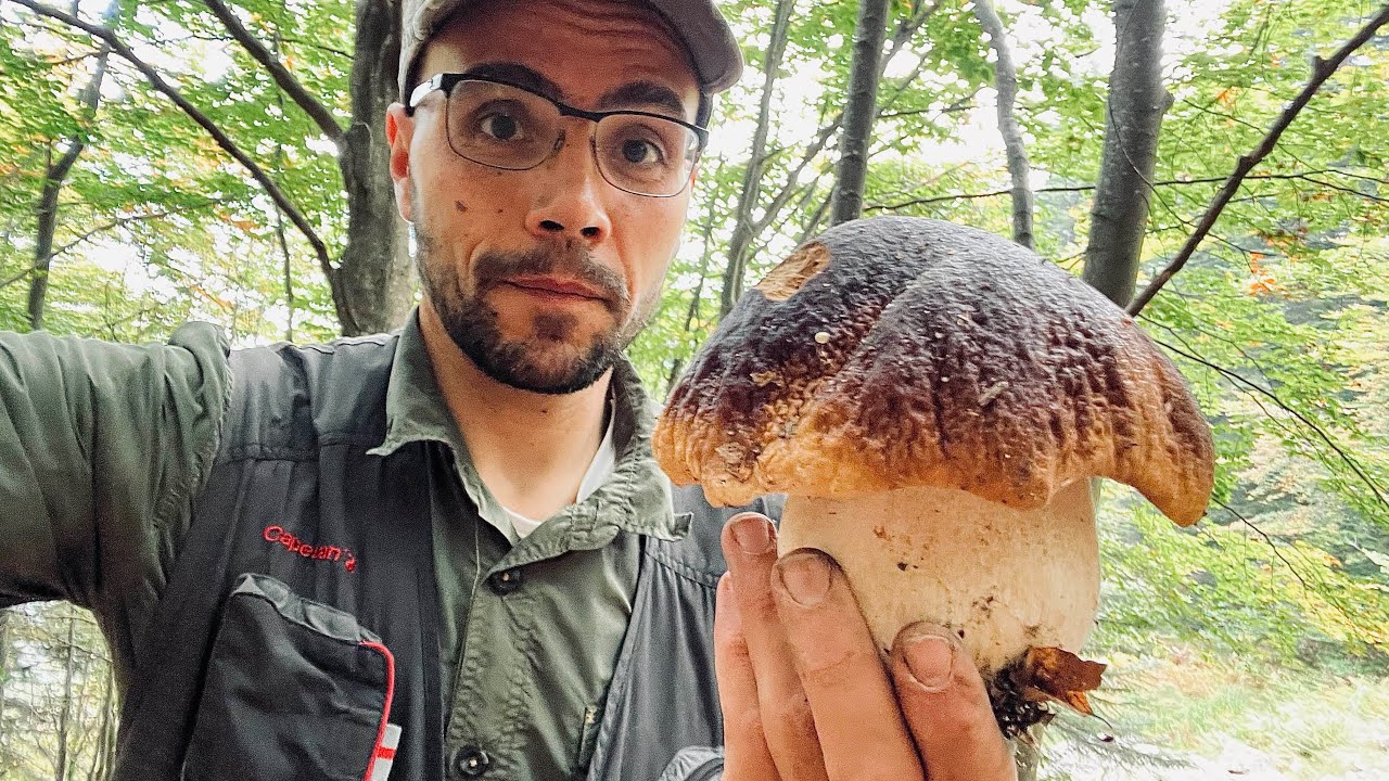 UNO DEI PIÙ BELLI!! SPETTACOLARE RACCOLTA DI OTTOBRE!! ➖ PORCINI 2023.