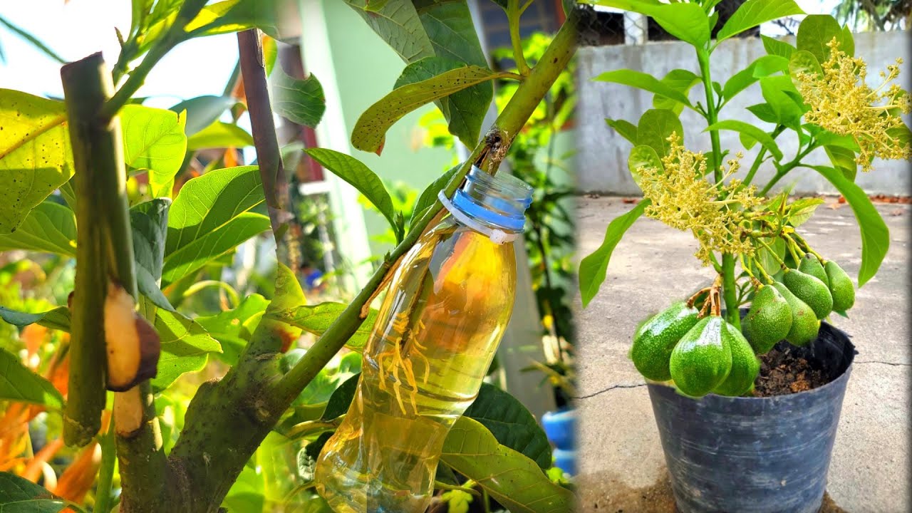 Extract avocado branches with bananas | How to cut new branches / agri cambo