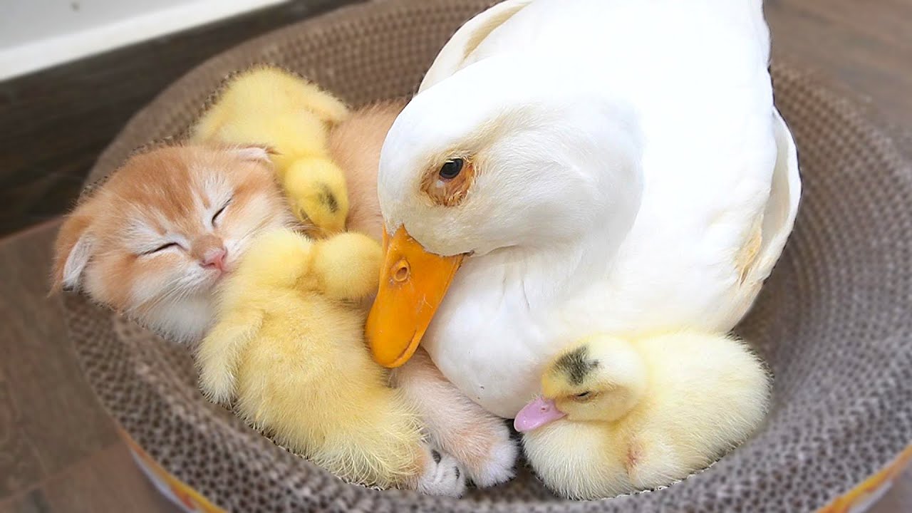 Mother duck jump into the nest to sleep with the kitten Hiro and the ducklings