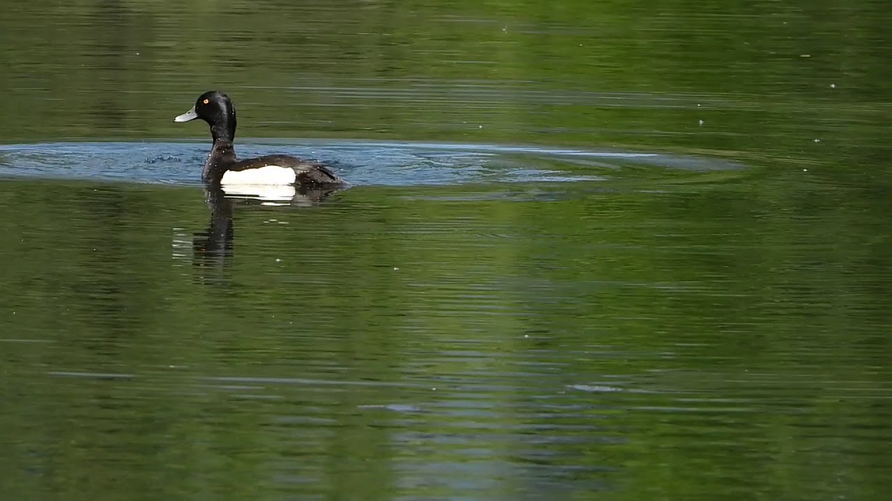 Animali della palude. Bolle di magadino, Canton Ticino, Svizzera.