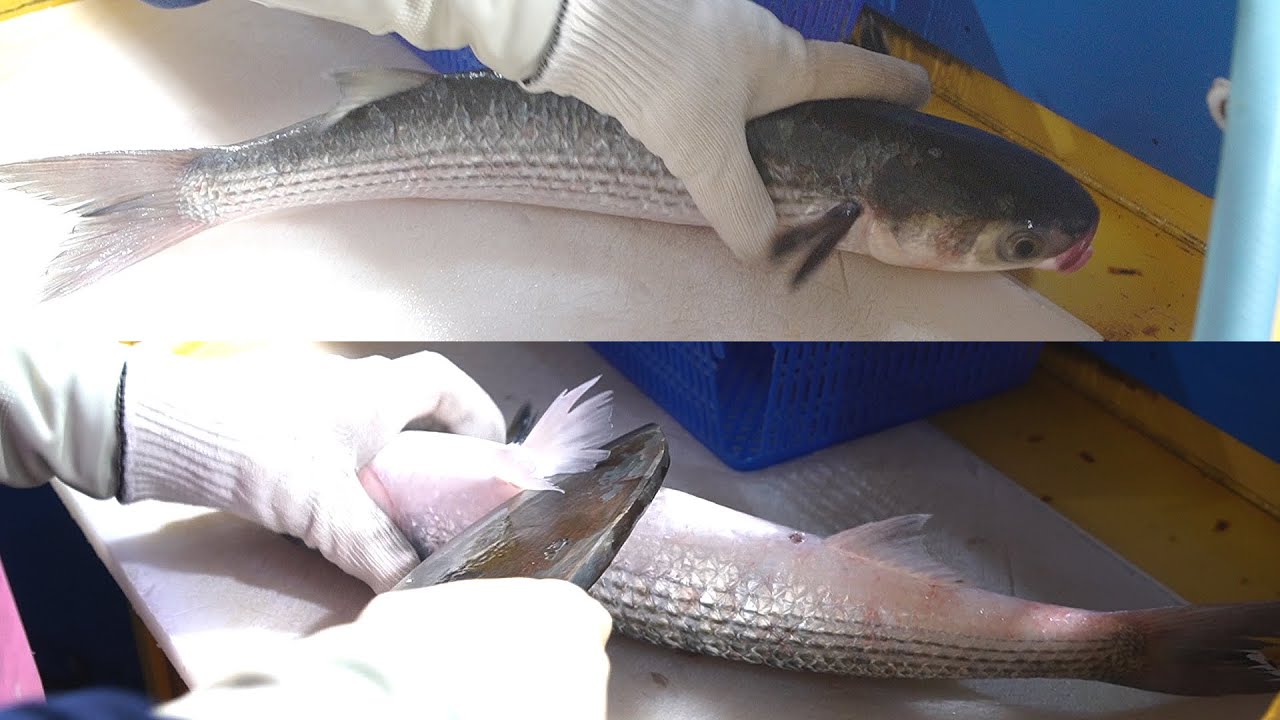 Gray mullet Sashimi in Korea