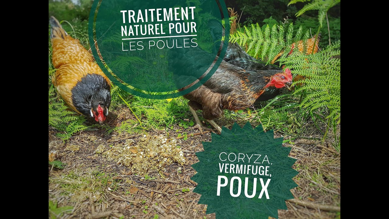 Traitement naturel pour les poules - vermifuge avec terre de diatomée et ail , coryza avec le thym