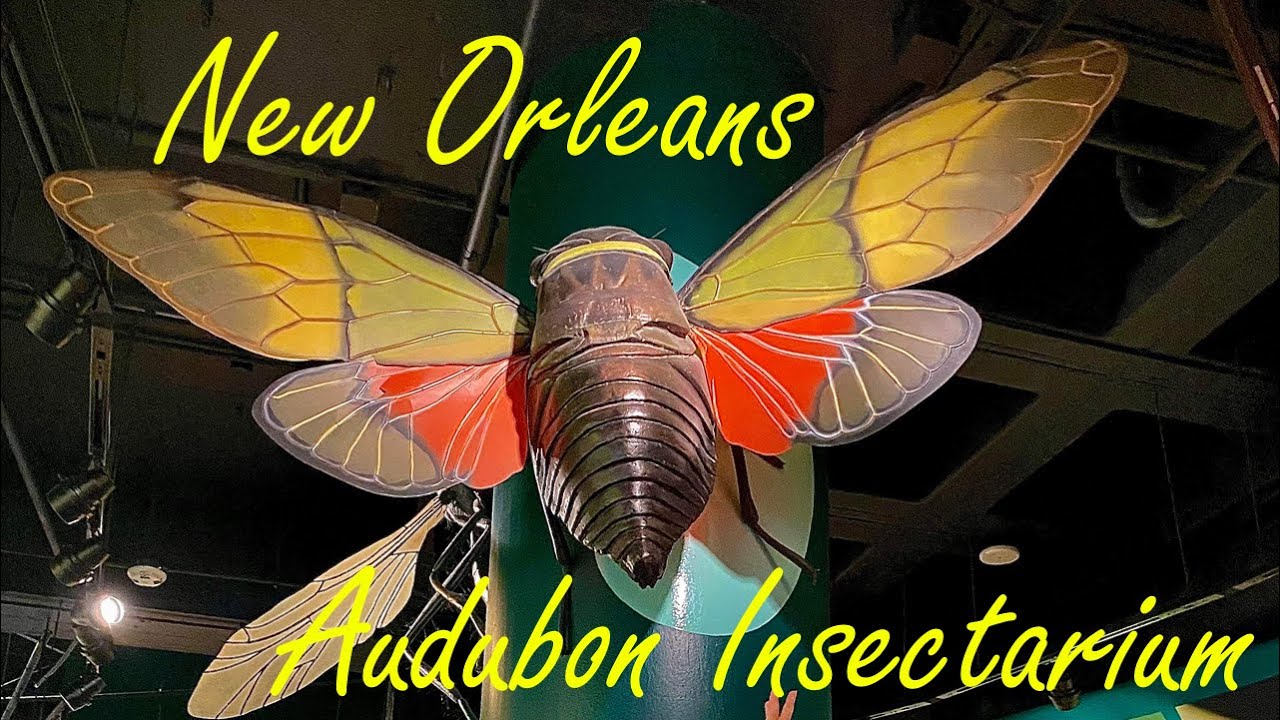 Audubon Insectarium in New Orleans! Awesome Bugs in the Big Easy!! A BRAND NEW Exhibit!