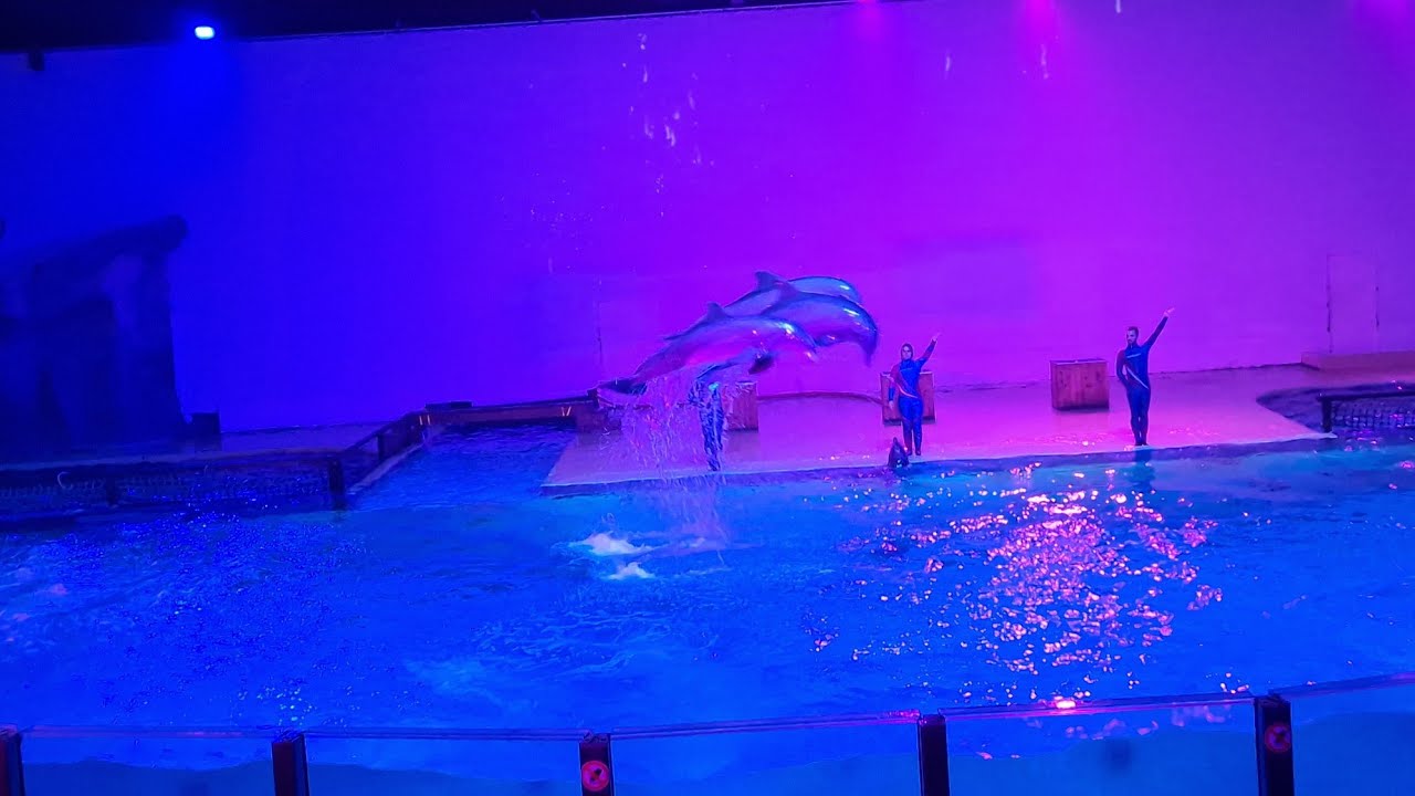 🐬🐬 Boudewijn Seapark Bruges🐬🐬 Super spectacle enfants et adultes 👍