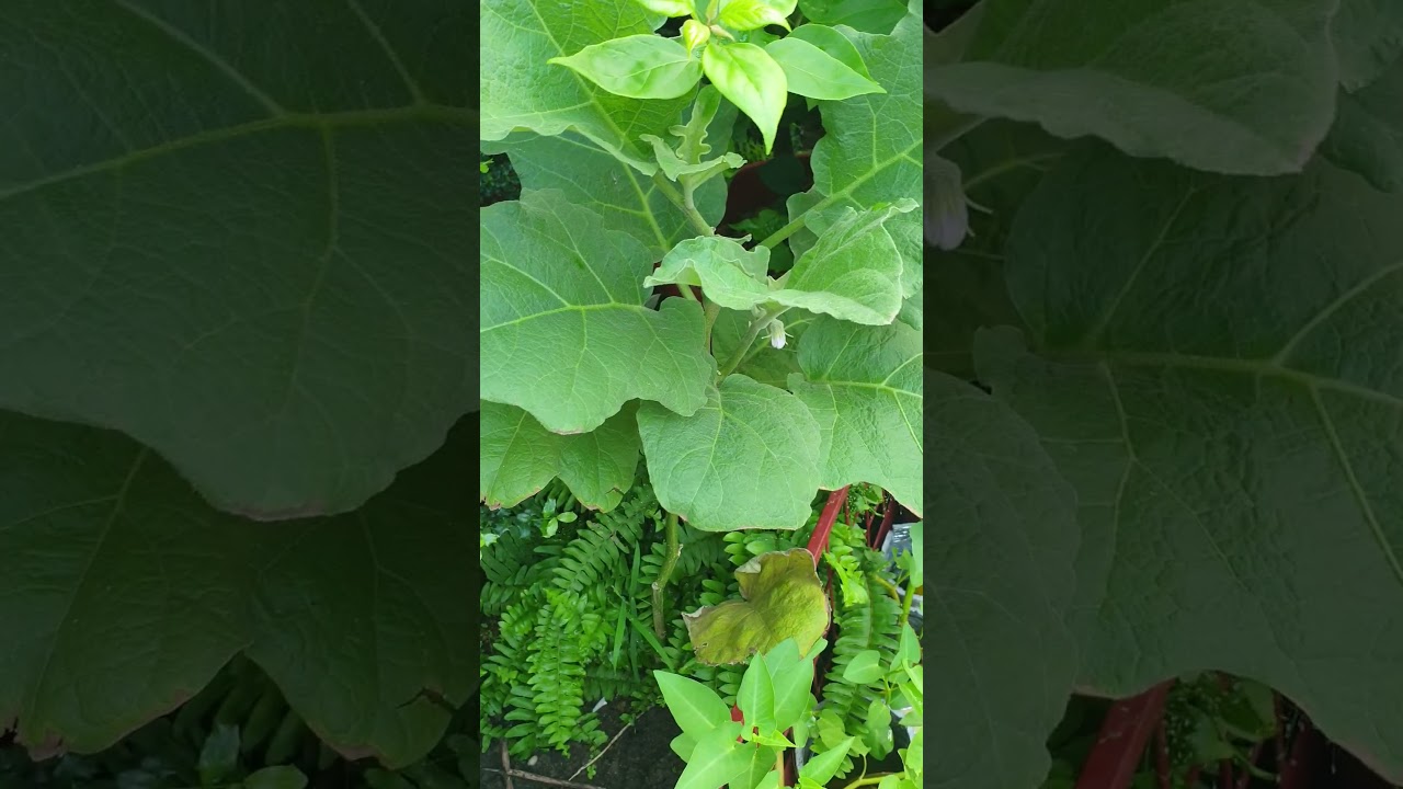 Eggplant 