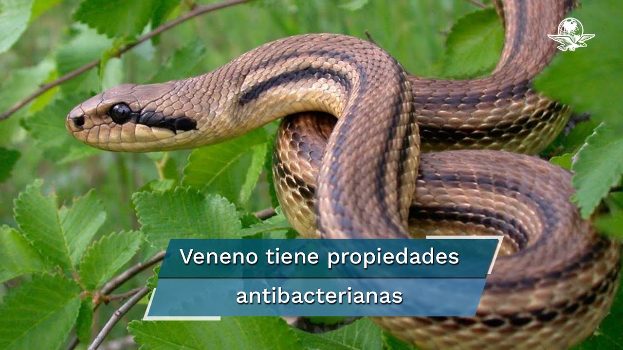 Veneno de serpiente impide reproducción del virus de Covid, revela investigación