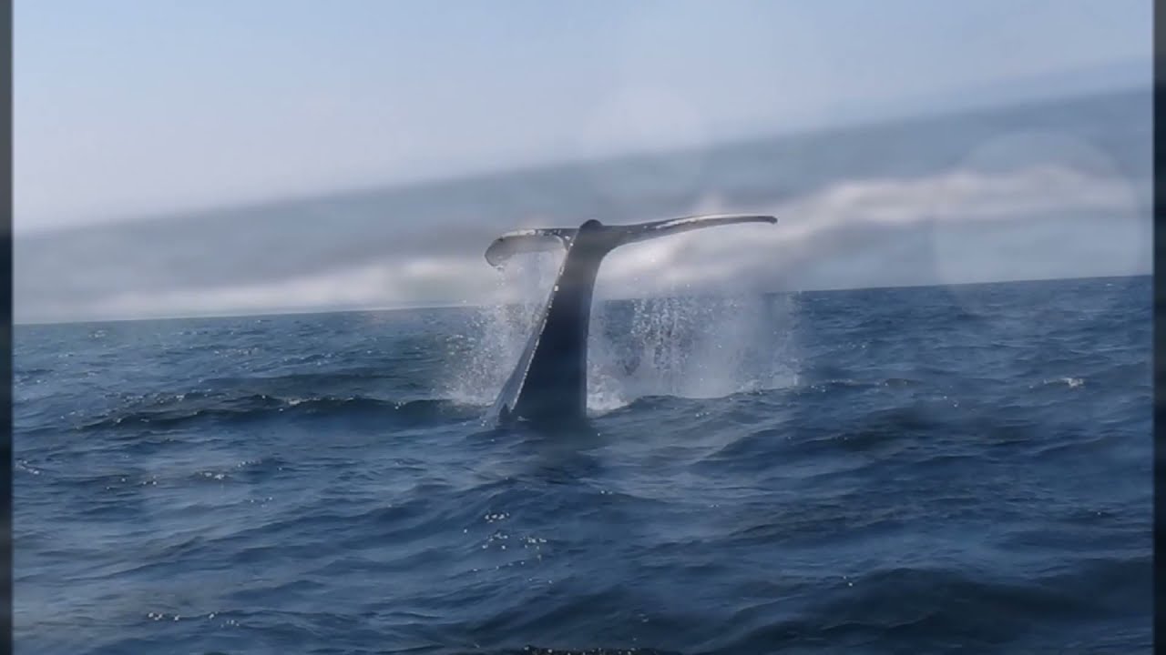 Excursion aux baleines aux Escoumins Quebec a voir