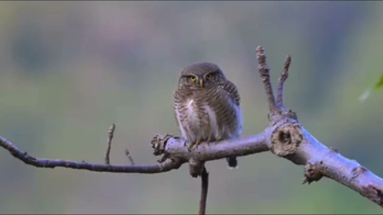 Like Share Subscribe My Channel #wildlife #birds #nature 