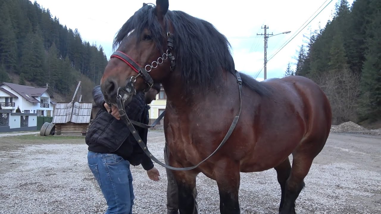 Armasarii lui Dudu de la Campu Lung Moldovonesc, Bucovina - 2025 Nou!!!