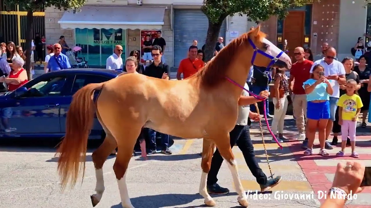 Tradizione festa di Sant'Antonio a Petacciato 