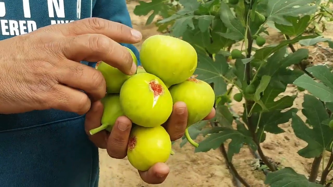 مع  عملاقة التين