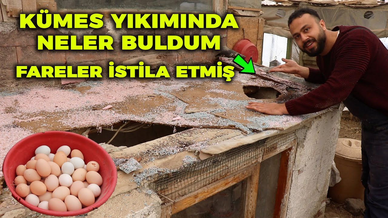 Kümesi Yıkmaya Geldim ! Çok Şaşırdım - Fareler İstila Etmiş - Yumurta Toplama