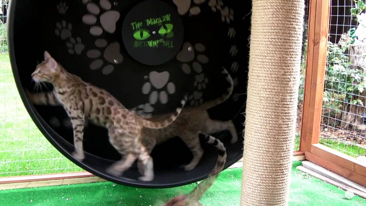 Cat Wheel - Outdoor