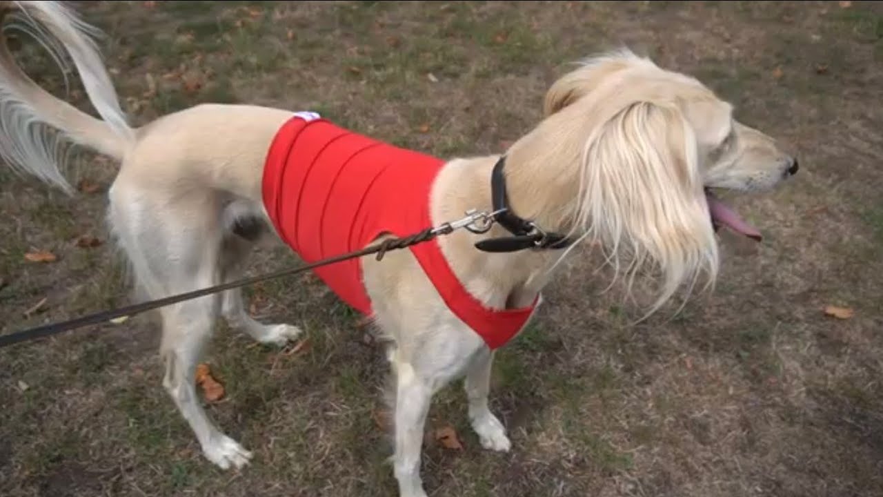 Saluki-Leidenschaft   Windhundvereine in Deutschland Landstuhl Vorstellung Windhunde, Windspiel