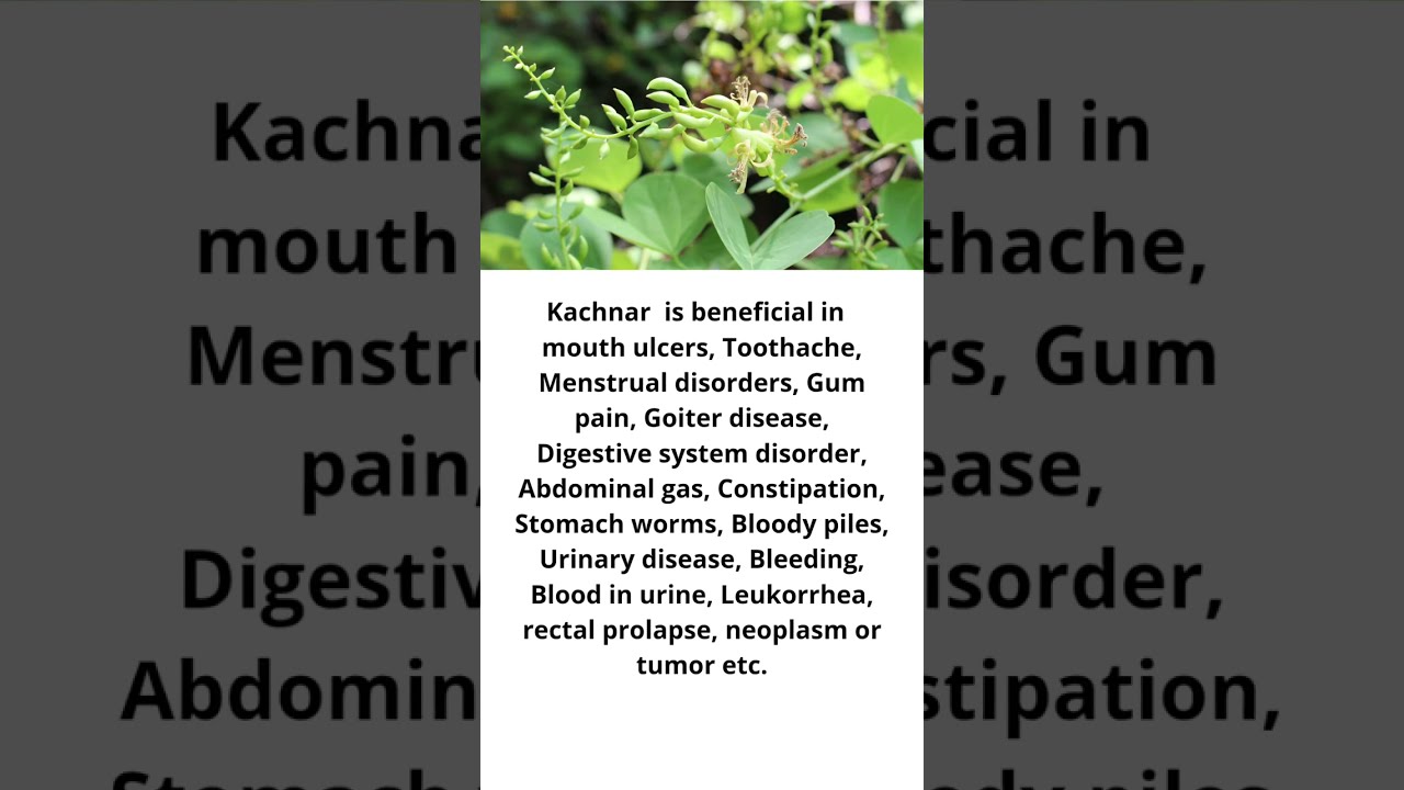 Kachnar Benefits | Kachnar Benefits In English | Kachnar Guggul Benefits | Kachnar Google #shorts