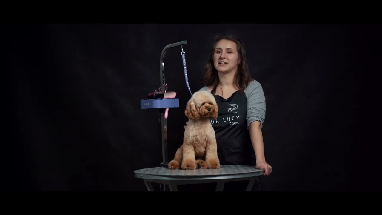✂️ Grooming Cockapoo -  Teeddy Bear 🐻