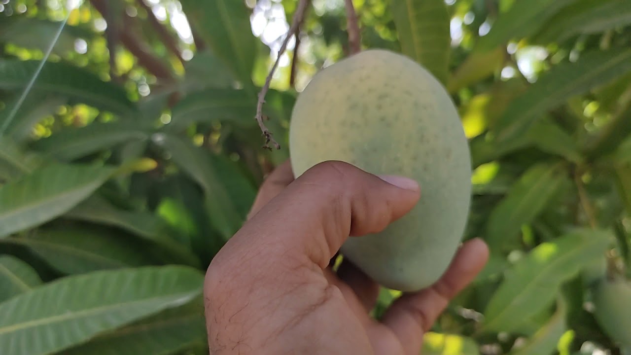 افضل صنف مانجو روعه روعه روعه روعه روعه
