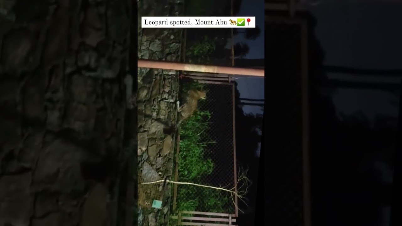 Leopard spotted, Mount Abu