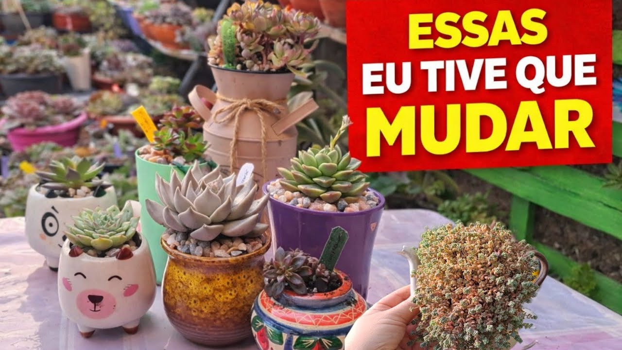 PERCEBA PORQUÊ NAO DEVE DAR VASOS GRANDES. 