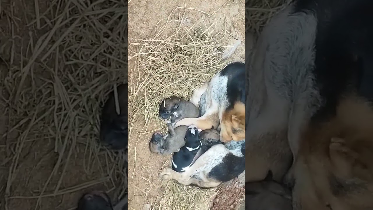 indian dog giving birth 4babies#shorts