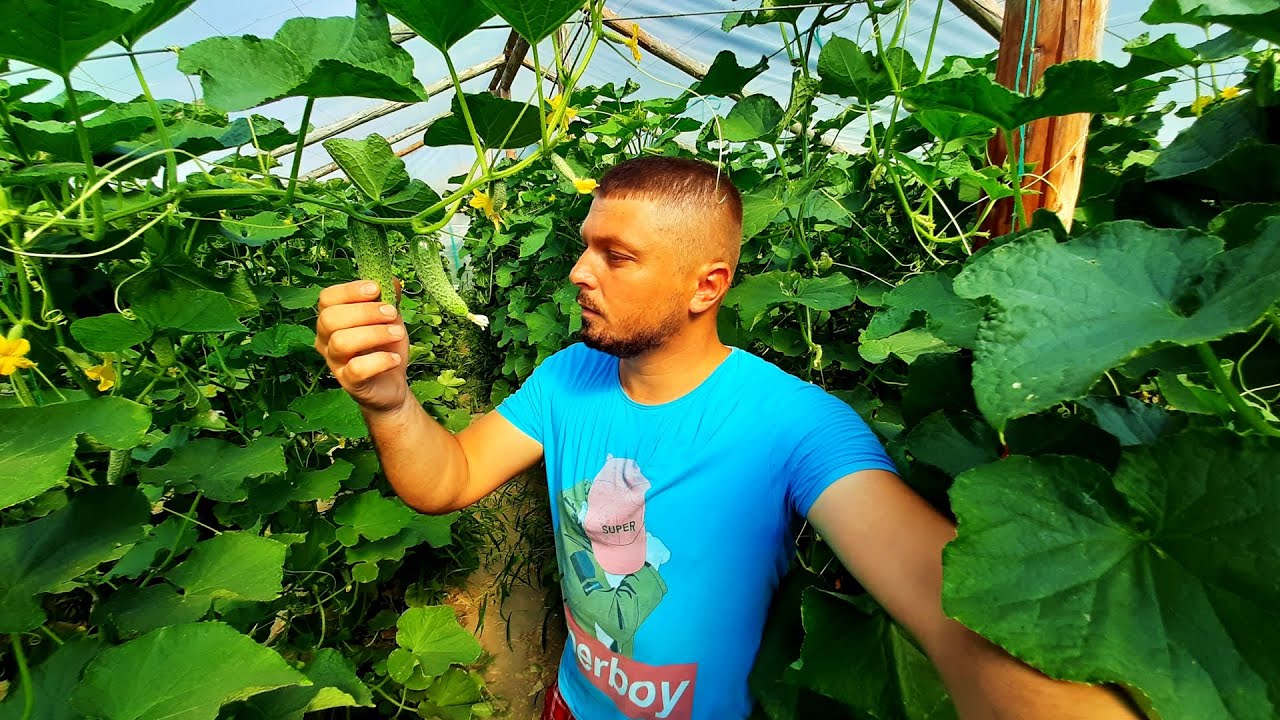 MERITĂ ÎNCERCAȚI CASTRAVEȚI KYBRIA ?! CONCLUZII PE SFÂRȘIT DE RECOLTAT !!