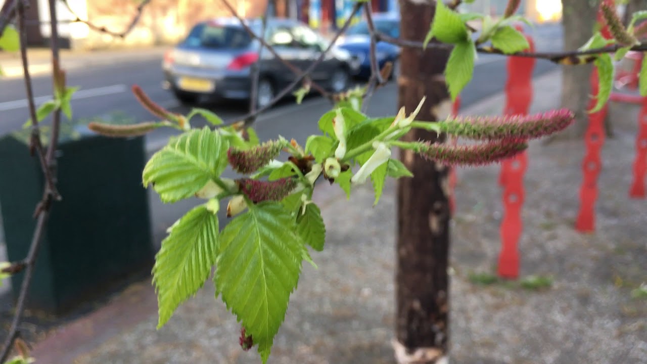 Downy Birch (Betula pubescens) - young female flowers & leaves - April 2018