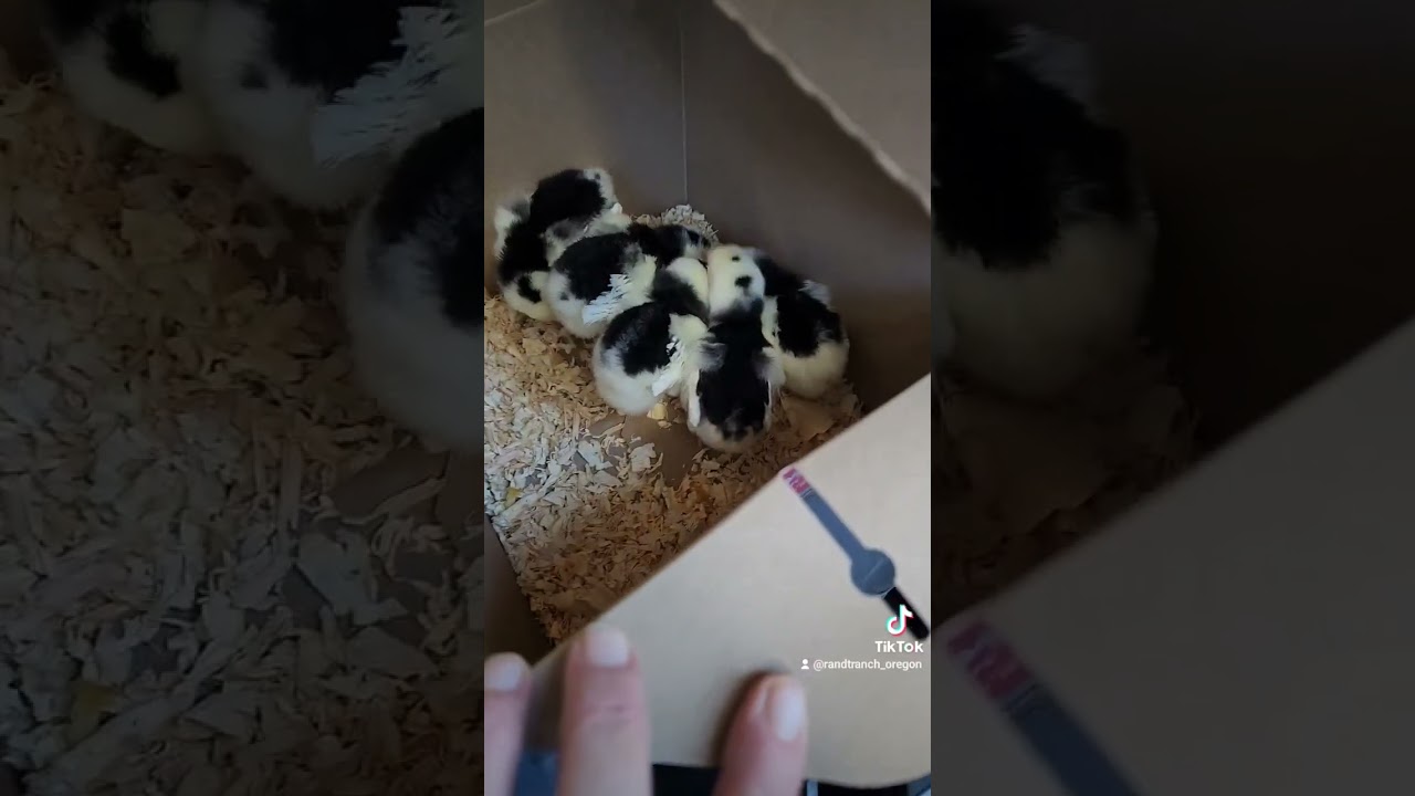 #pullets #babychicks #ancona we got 5 🤷&zwj;♀️🤣