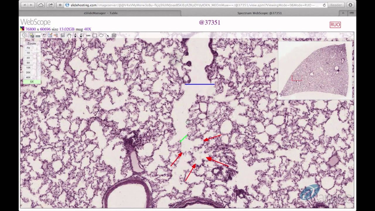 Histology Helper - Respiratory System Histology
