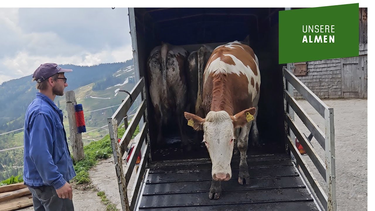 Auf der Reicheralm lohnt sich der frühe Auftrieb