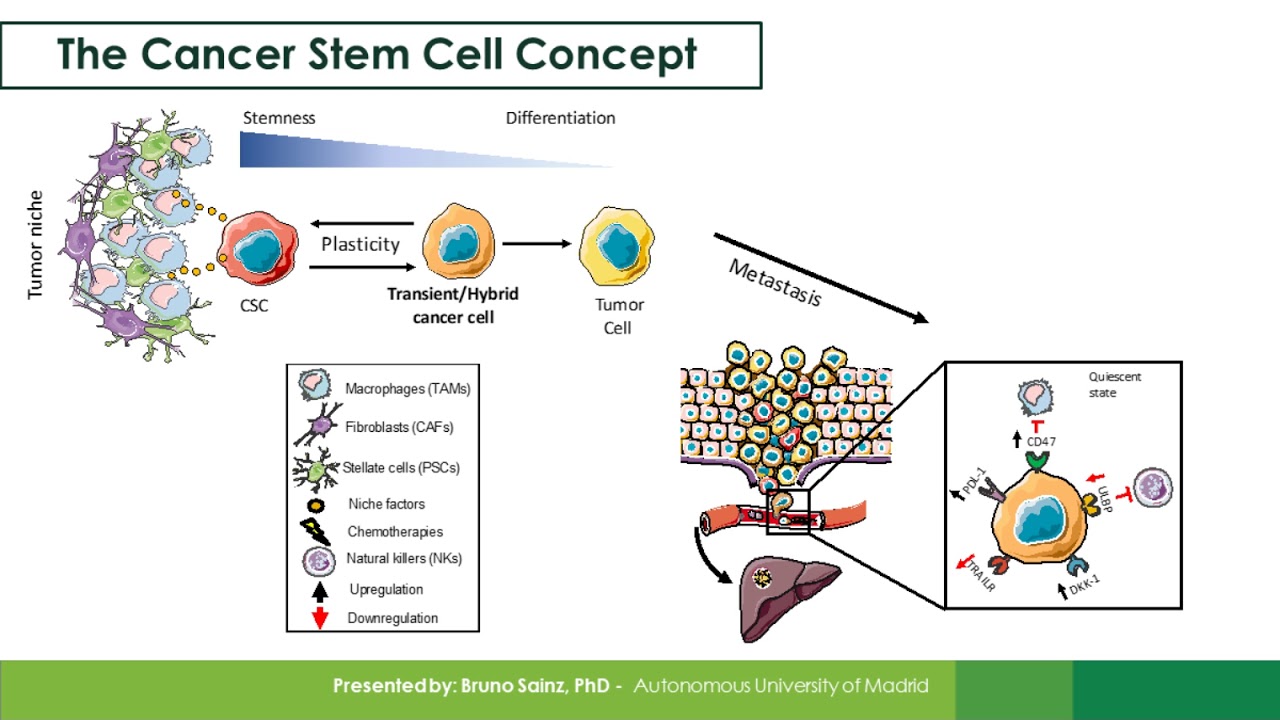 The Use of Flow Cytometry to Identify Cancer Stem Cells in Primary Tumors and in Circulation