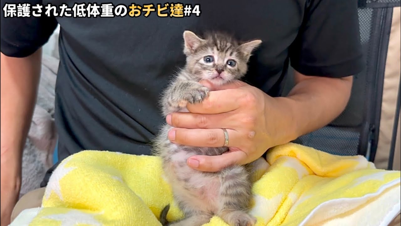 ミルク飲み過ぎでお顔とお腹のバランスがおかしい子猫が可愛いすぎた