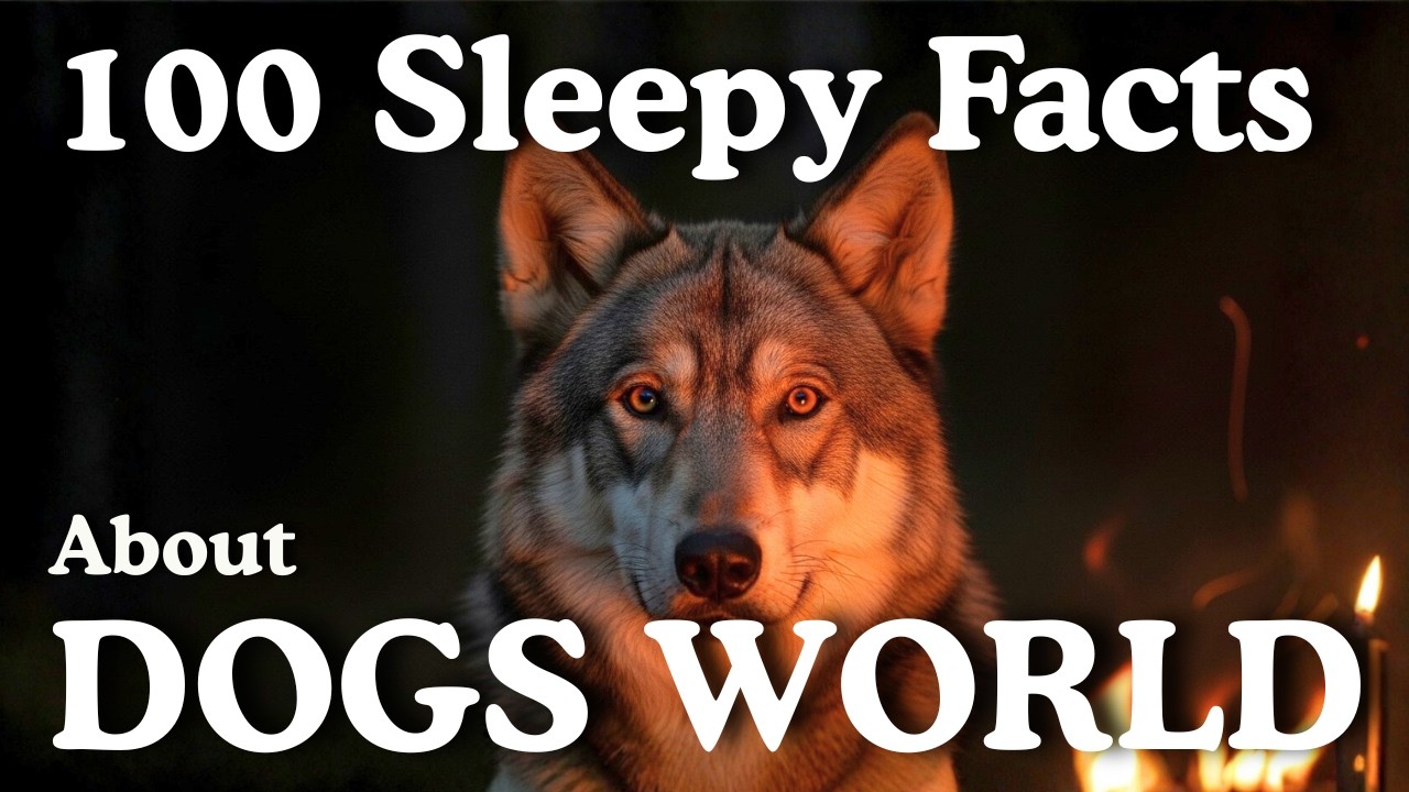 100 Sleepy Facts About Dogs World to Fall Asleep To | Sleepy Animals
