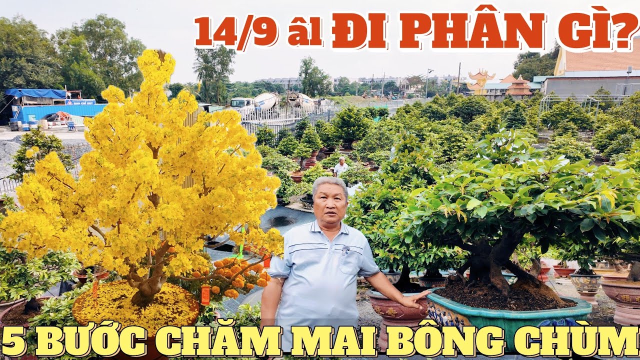 5 Giai Đoạn Chăm Mai Bông Chùm 14/9 âl Kỹ sư Hùng Cường chia sẻ cách đi phân NKP tạo mầm hoa to đẹp