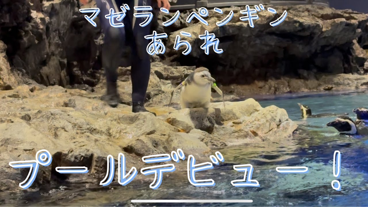 マゼランペンギン「あられ 」のプールデビュー🐧🎉