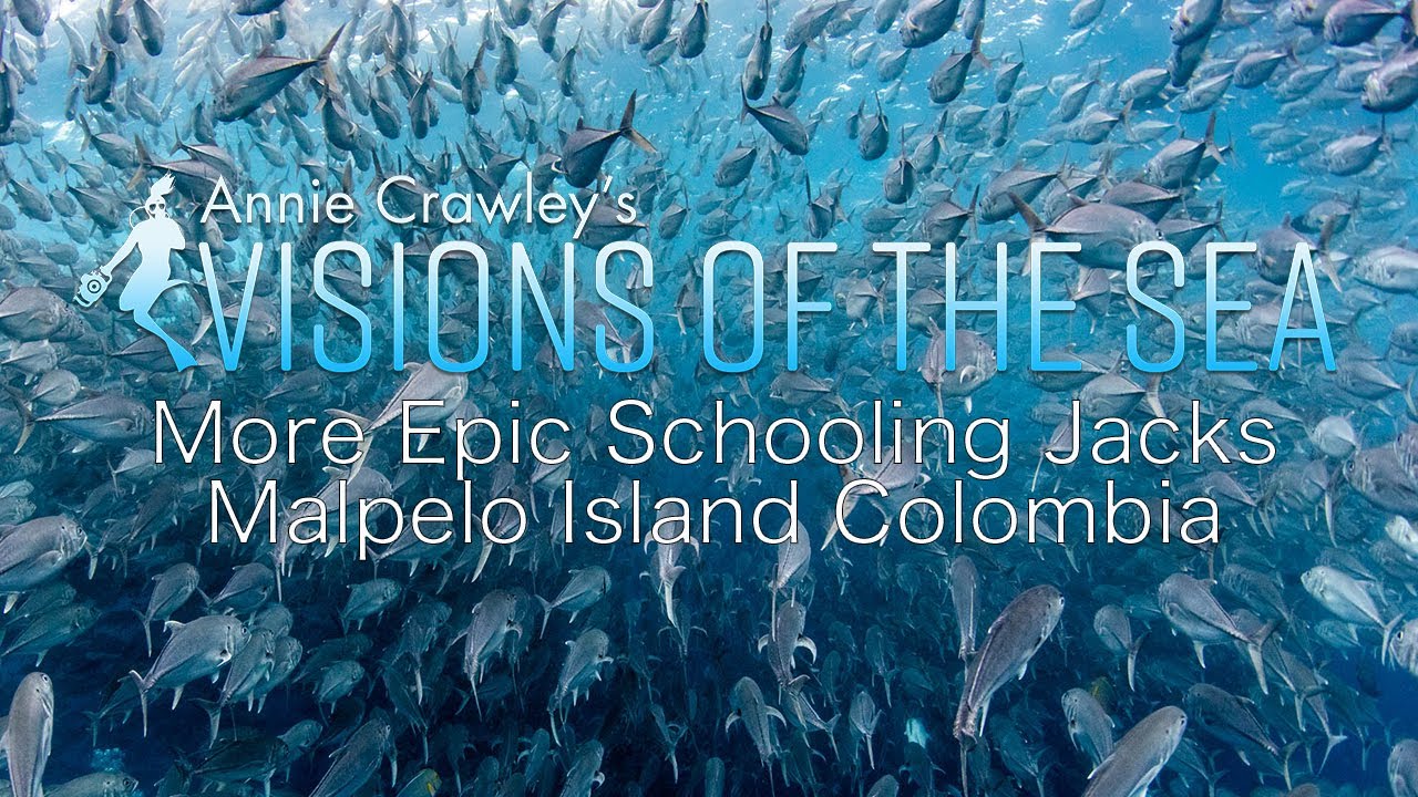 4K Relaxing Underwater Music and Video Epic School of Fish Malpelo Island Colombia Annie Crawley