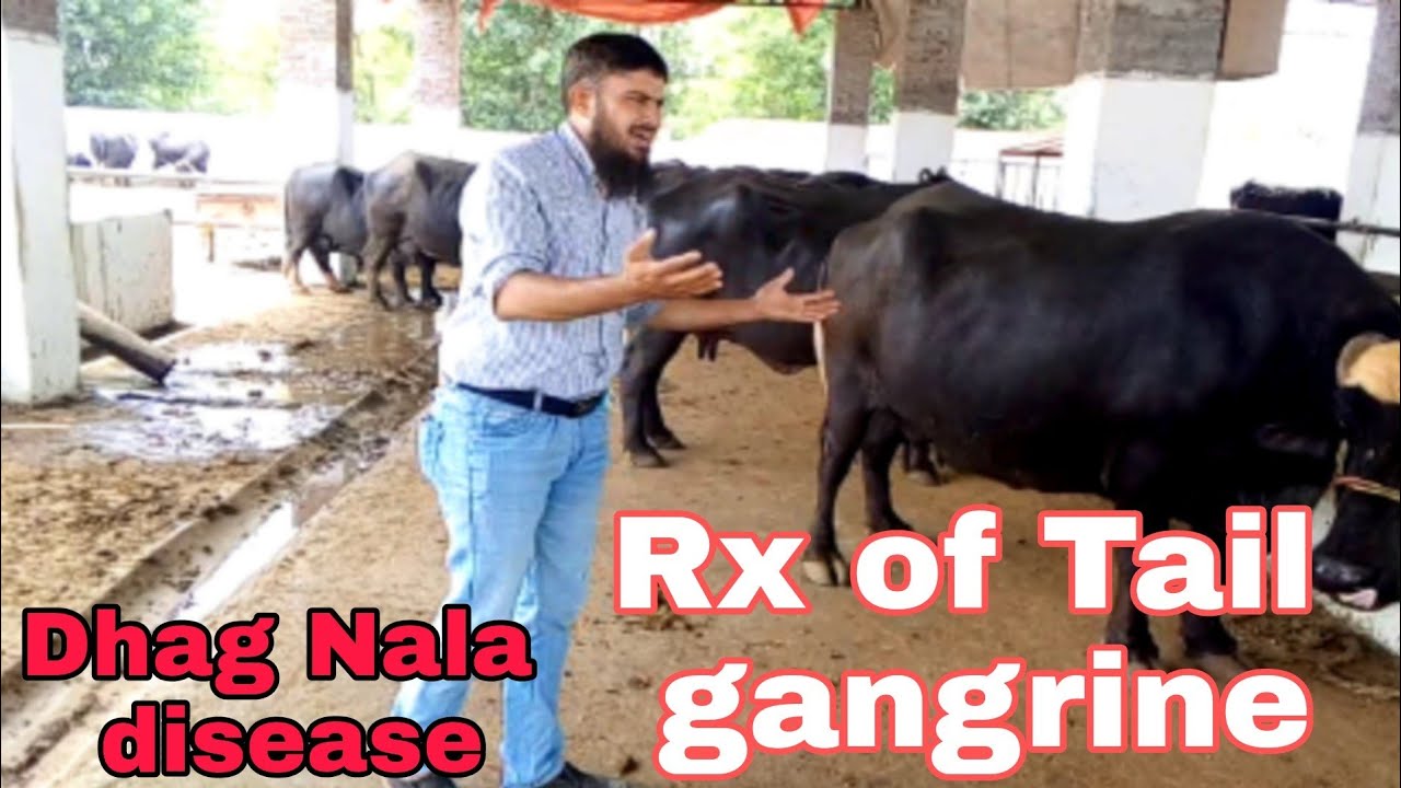 Dhag Nala disease ,Tail gangrine  in Buffalo and Cow Fungal infection Treatment Dr M Sattar DVM.