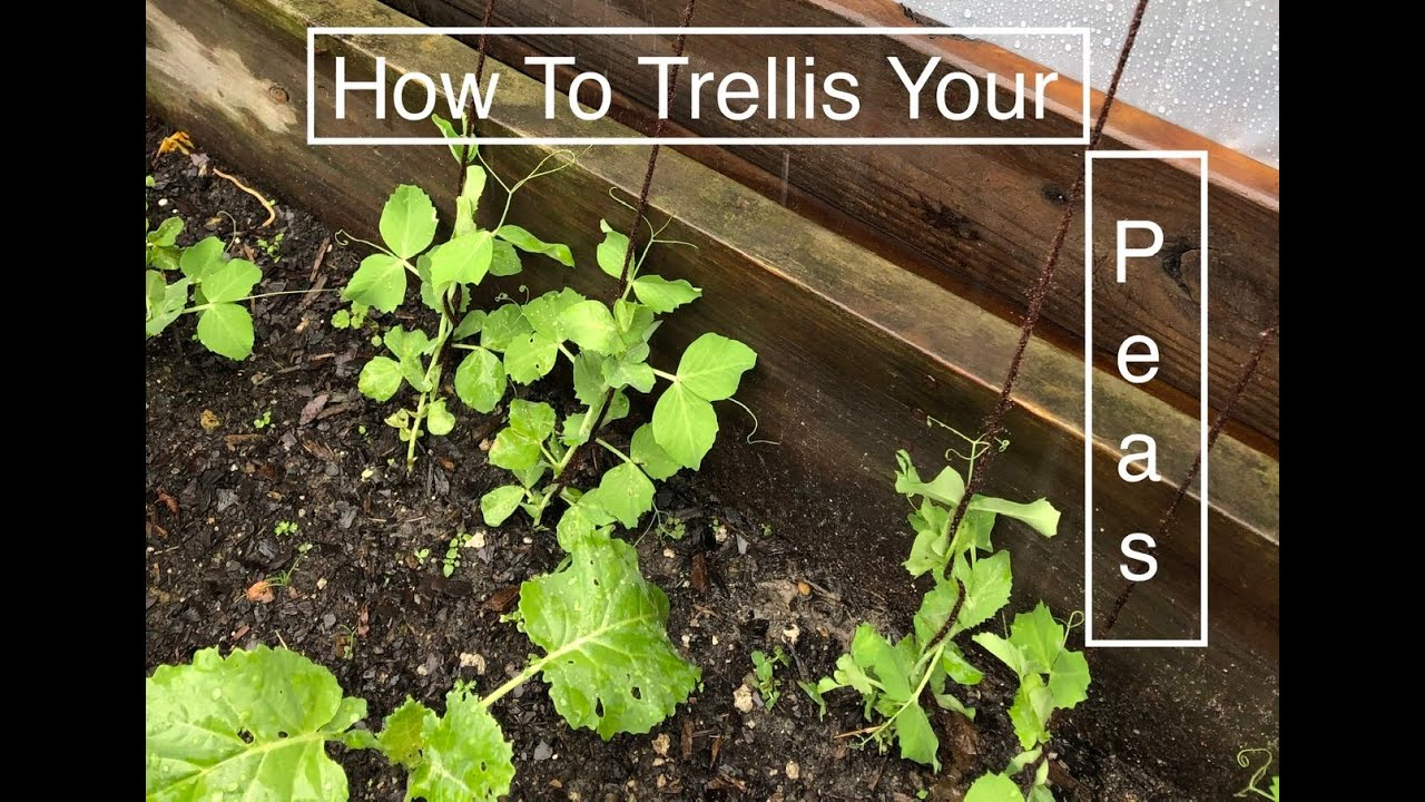 How To  Trellis Your Snow Peas